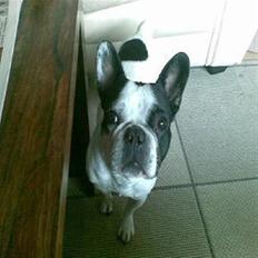 Fransk bulldog Frida