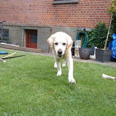 Labrador retriever Kairo R.I.P