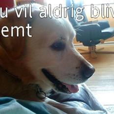 Labrador retriever Kairo R.I.P