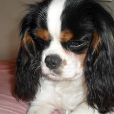 Cavalier king charles spaniel Zhiba