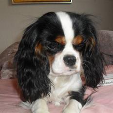 Cavalier king charles spaniel Zhiba