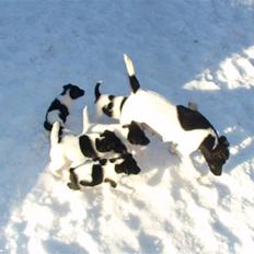 Glathåret foxterrier >> Je-Ma Spot Chanel nr1