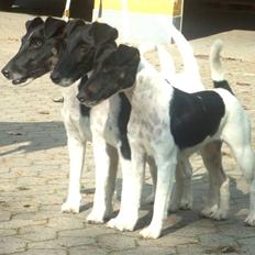 Glathåret foxterrier >> Je-Ma Spot Chanel nr1