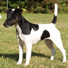 Glathåret foxterrier >> Je-Ma Spot Chanel nr1