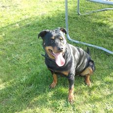 Rottweiler Fisker ( RIP)