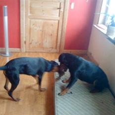 Rottweiler Fisker ( RIP)