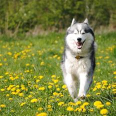 Siberian husky | Jeyzi