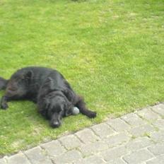 Flat coated retriever Ricko<3