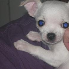 Chihuahua Lykke   " nu i pleje "