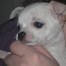 Chihuahua Lykke   " nu i pleje "
