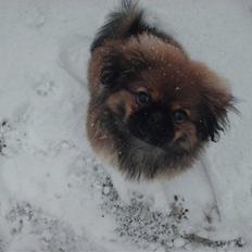 Pekingeser Gizmo