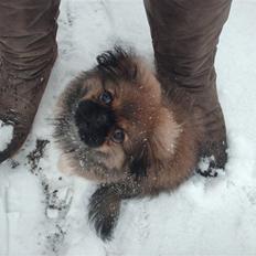 Pekingeser Gizmo