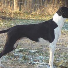 Blanding af racer Bertram