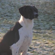 Blanding af racer Bertram