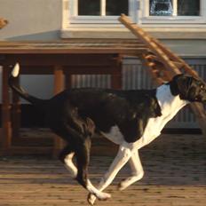 Blanding af racer Bertram