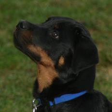 Rottweiler Fattiggården's Phantom