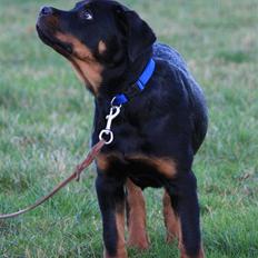 Rottweiler Fattiggården's Phantom