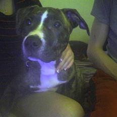 Amerikansk staffordshire terrier Schaya