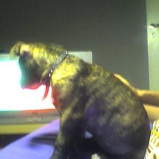 Amerikansk staffordshire terrier Schaya