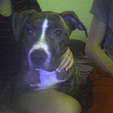 Amerikansk staffordshire terrier Schaya