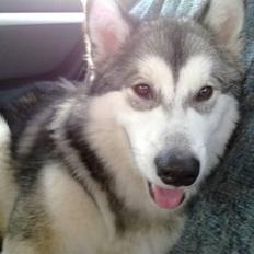Alaskan malamute Tatto