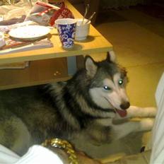 Alaskan malamute Tatto