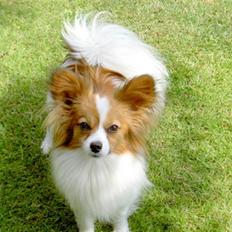 Papillon Penny Lane