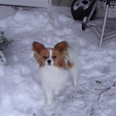 Papillon Penny Lane