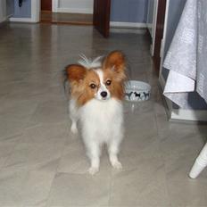 Papillon Penny Lane