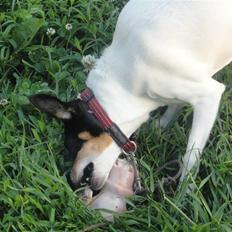 Dansk svensk gaardhund Fjotte