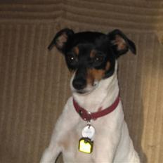 Dansk svensk gaardhund Fjotte