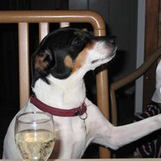 Dansk svensk gaardhund Fjotte