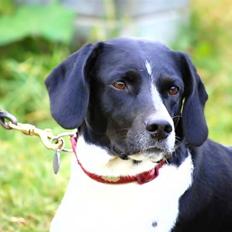 Blanding af racer Puk