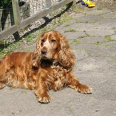 Cocker spaniel Luna R.I.P