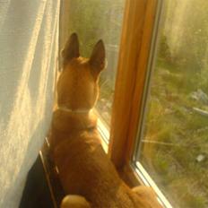 Malinois Limba (elsket og savnet)