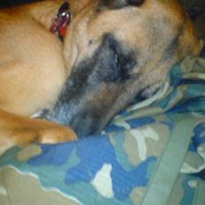 Malinois Limba (elsket og savnet)