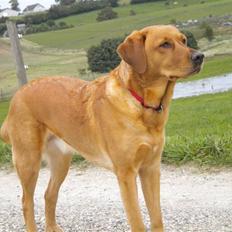 Labrador retriever Lady