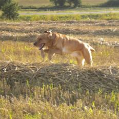 Labrador retriever Lady
