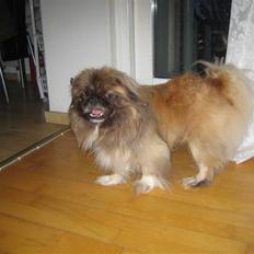 Pekingeser Sigurd