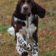 Engelsk springer spaniel Cirkeline