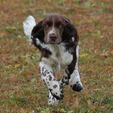 Engelsk springer spaniel Cirkeline