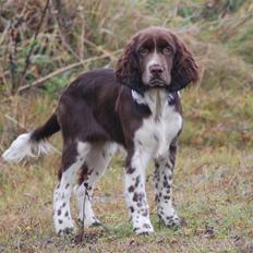 Engelsk springer spaniel Cirkeline