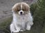 Tibetansk spaniel De'sade Hannibal