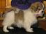 Tibetansk spaniel De'sade Hannibal