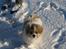 Tibetansk spaniel De'sade Hannibal - hej mor :D jeg eeeeeelsker snee :D