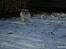 Tibetansk spaniel De'sade Hannibal - min hund kan FLYVE O: