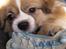 Tibetansk spaniel De'sade Hannibal