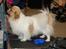 Tibetansk spaniel De'sade Hannibal - Hanni til World dog show 2010 (: