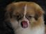 Tibetansk spaniel De'sade Hannibal - slikke slikke xD