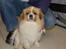 Tibetansk spaniel De'sade Hannibal